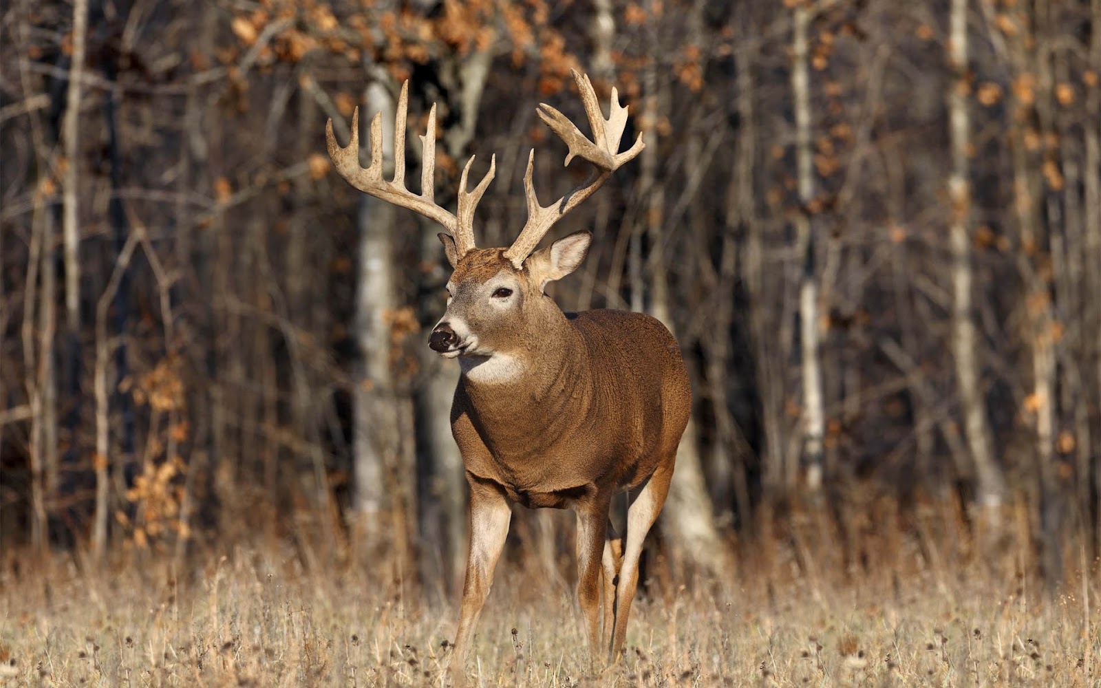 Deer Desktop Wallpaper HD