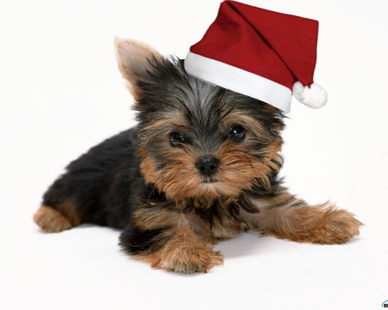 Christmas Wallpaper Yorkshire Terrier Pictures And Desktop