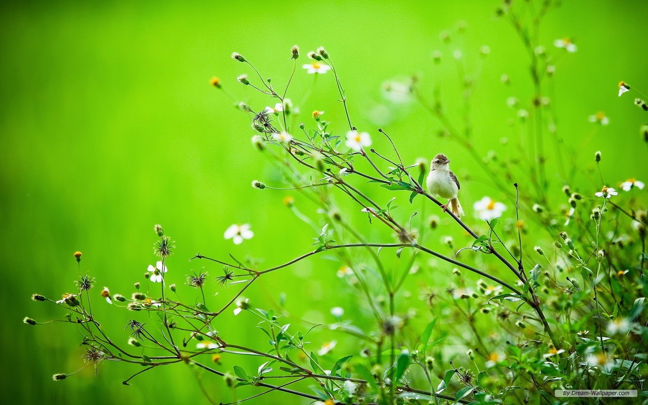 Wallpaper   Free Animal wallpaper   Spring Flowers And Birds wallpaper