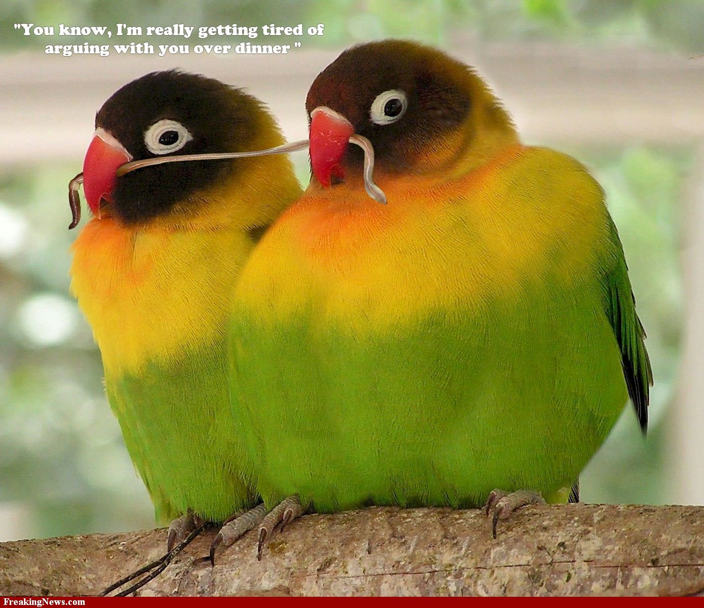 Love Birds Wallpaper Beautiful Pictures Cini Clips