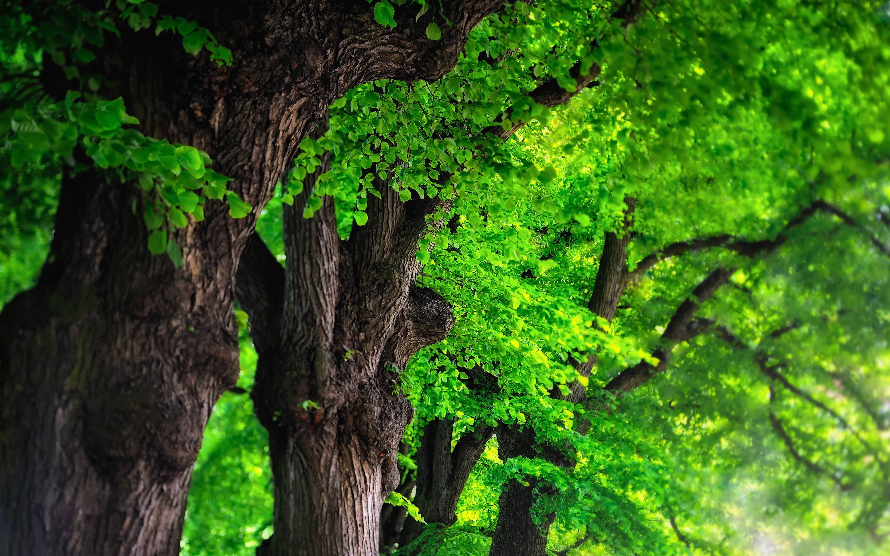 Tree Background Image