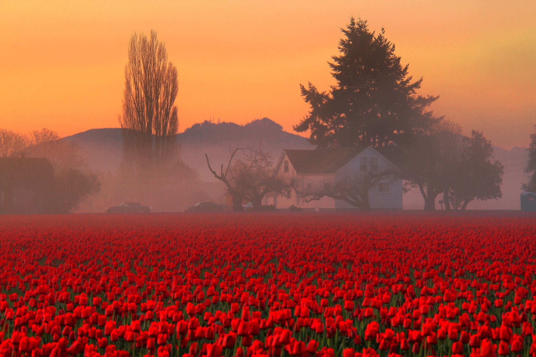 Natural Flowers Landscape HD Desktop Wallpaper