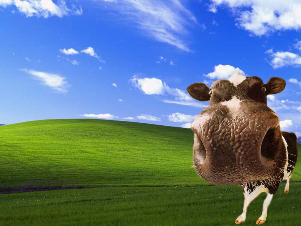 HD Wallpaper Cow
