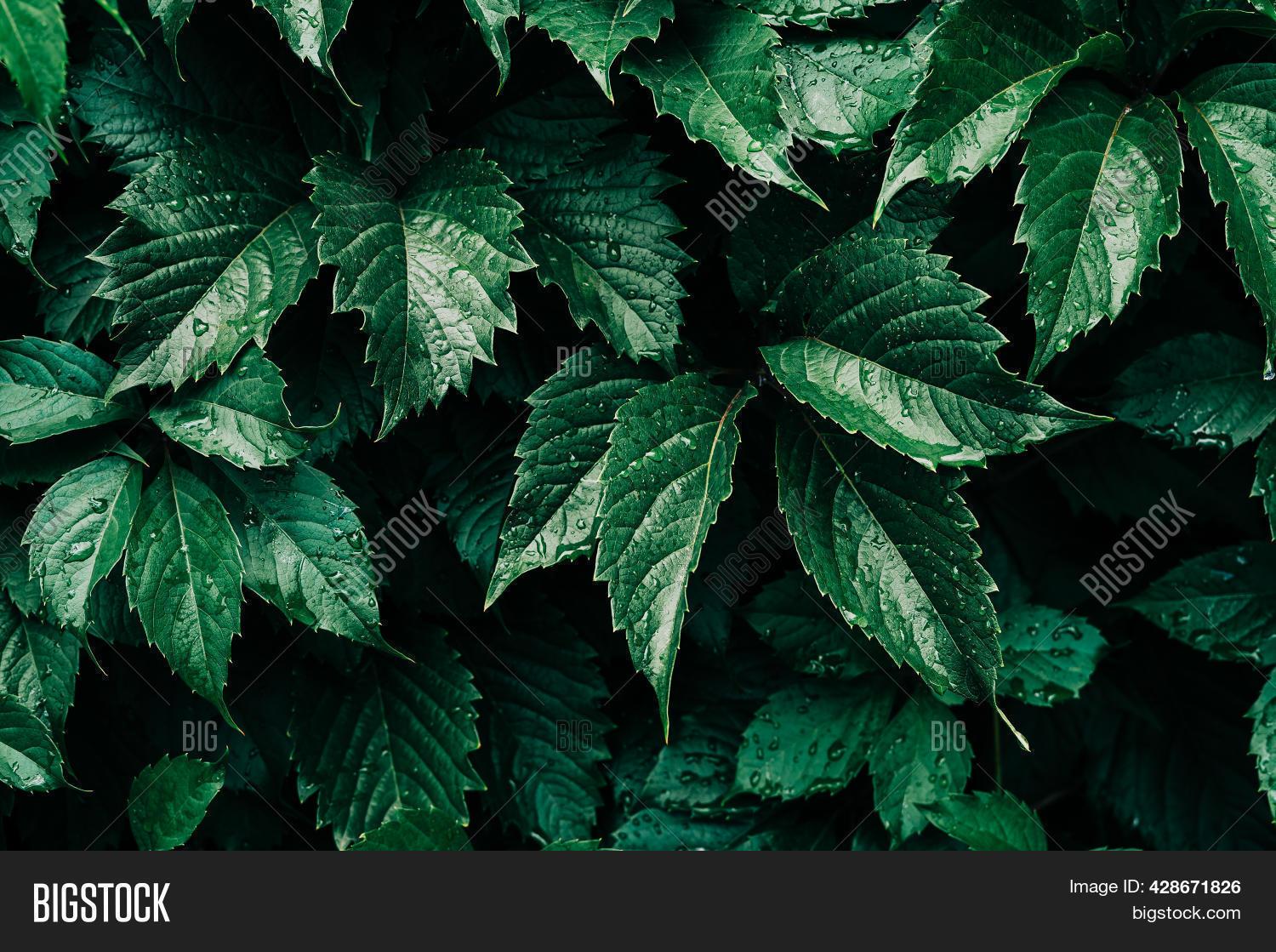 Dark Green Leaves Rain Image Photo Trial Bigstock