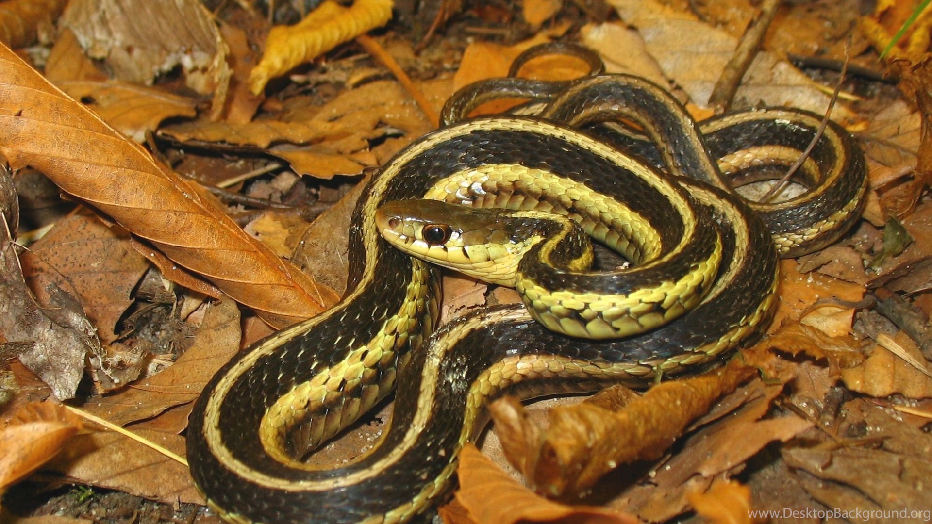 Reptiles Eastern Garter Snake Mon HD Wallpaper For