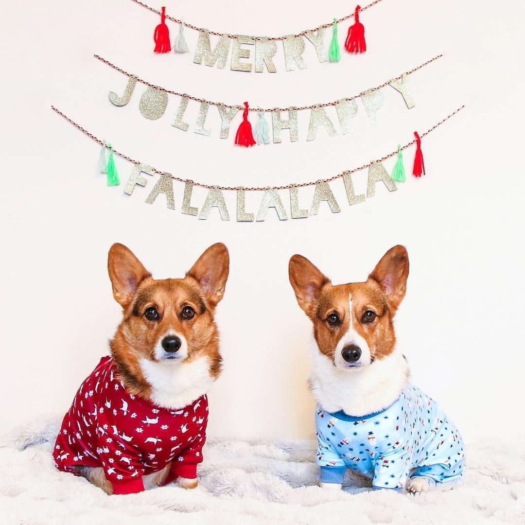 Christmas Corgi Wallpaper Top Background