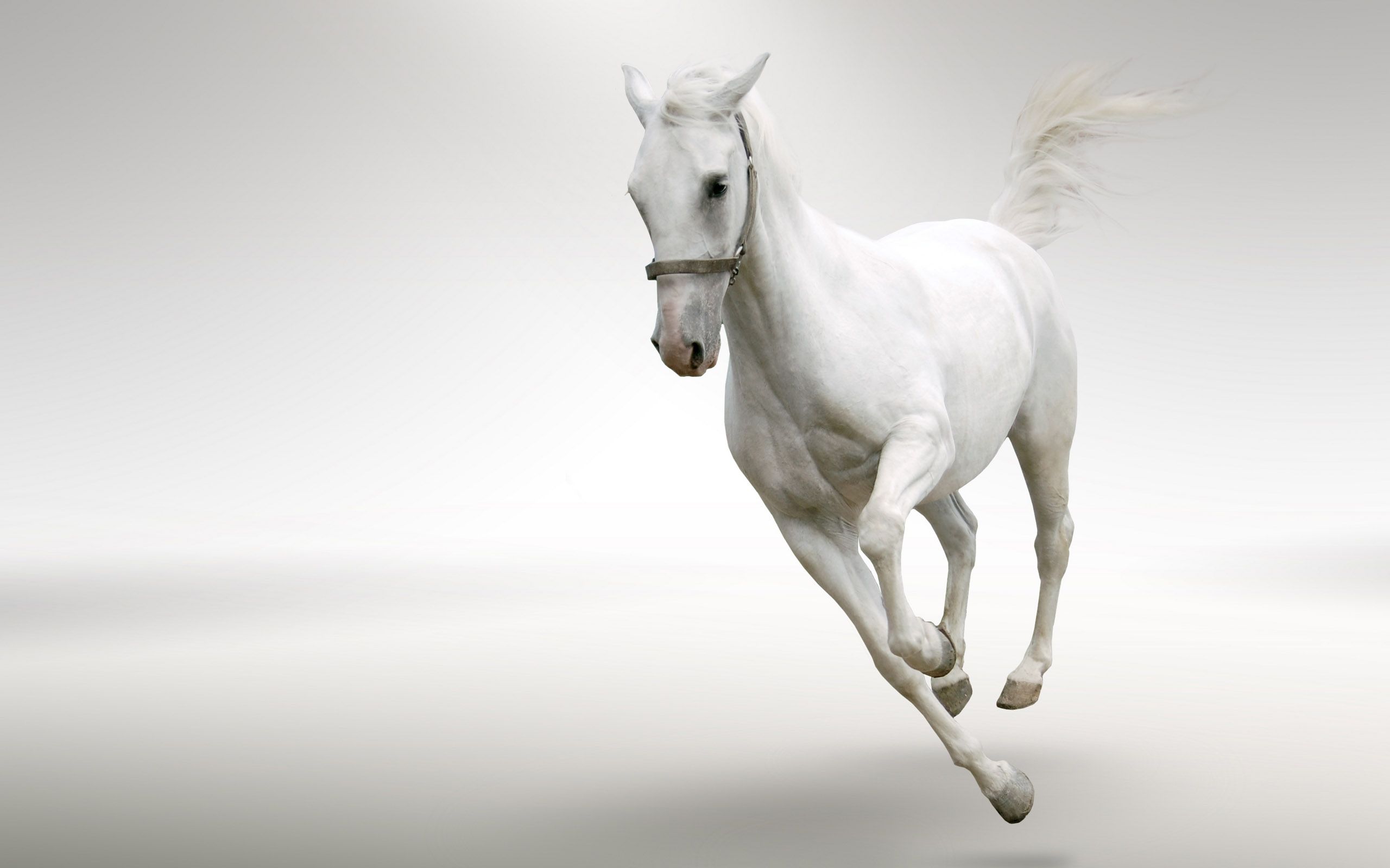 Beautiful White Horse Running Wide Hd New Wallpapers Free Download
