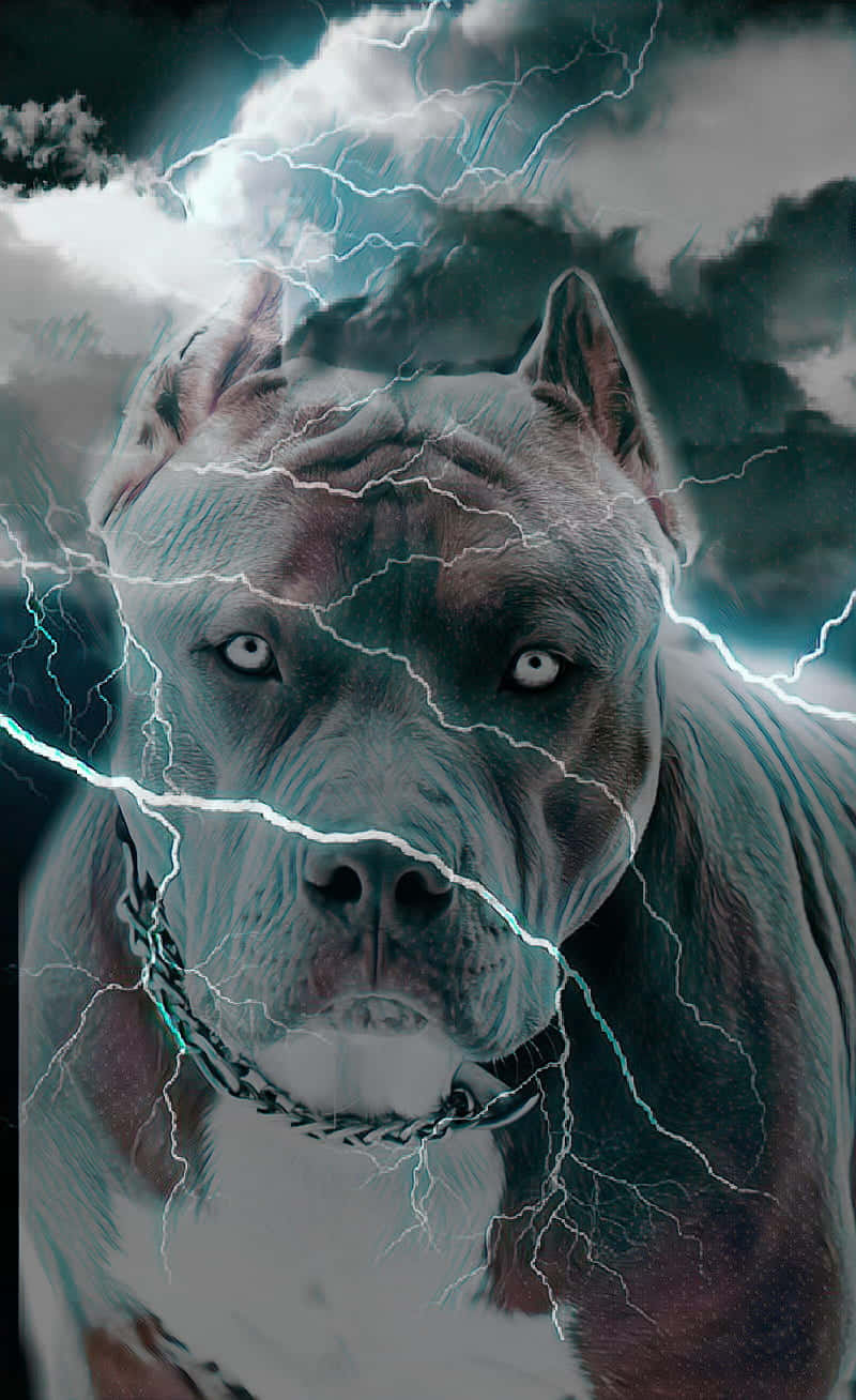 Lightning Black Dog Pitbull WiHDw468wkw1g810 Wallpaper