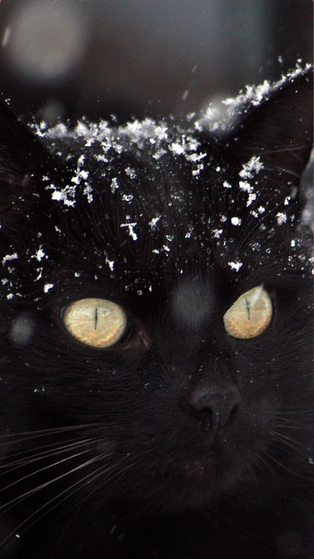 Black Cat Wallpaper iPhone Aesthetic Kitten Gatos