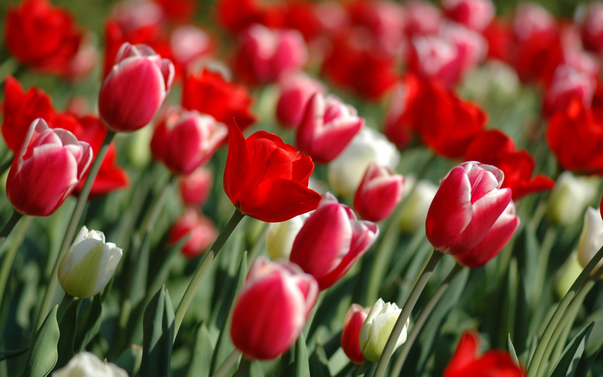 Red Tulips In Spring Covers Wallpaper HD
