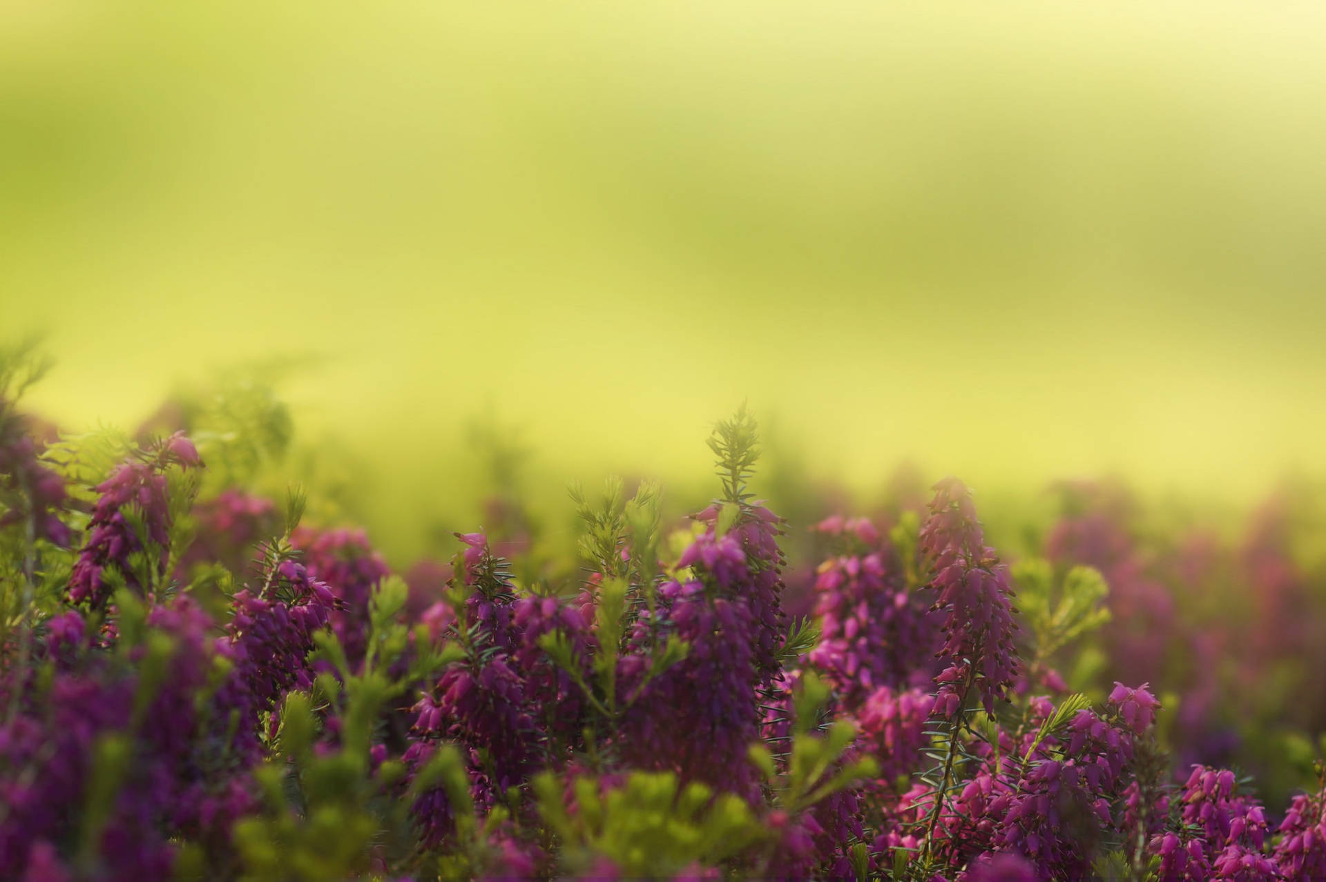 Top Hyacinth Wallpaper Full HD 4k To Use