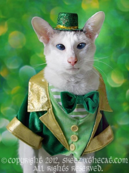 Vary Happy St Patrick S Day Have Fun Kittehs Skeezix The Cat