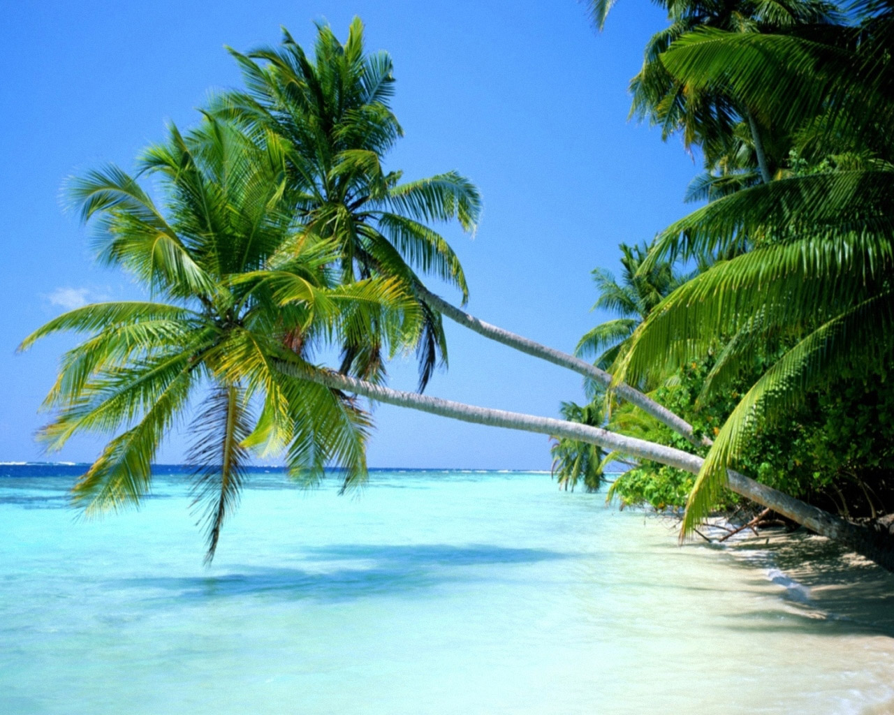 Coconut On Beach Wallpaper Pictures