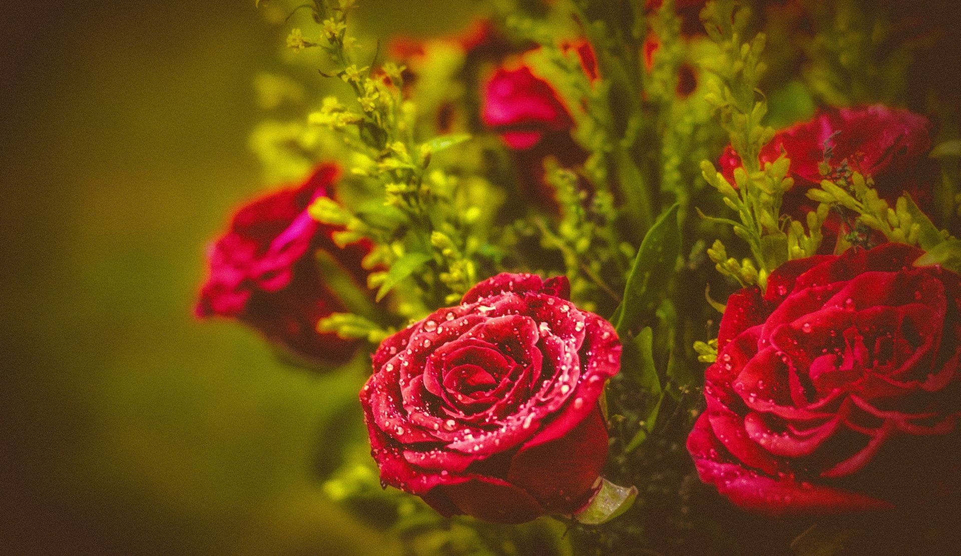 Rose Wallpaper