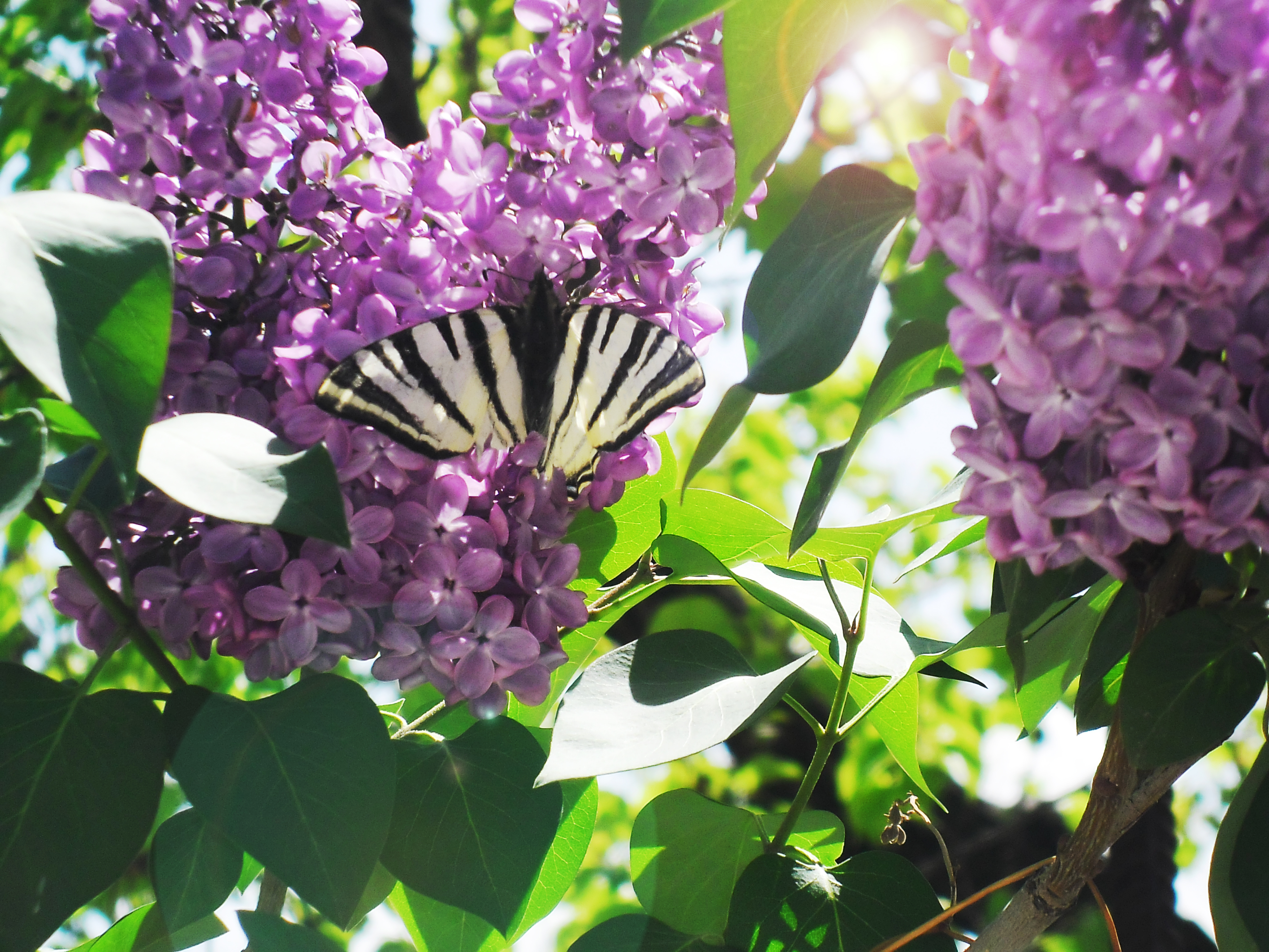 Wallpaper lilac spring butterfly macro light wallpapers flowers