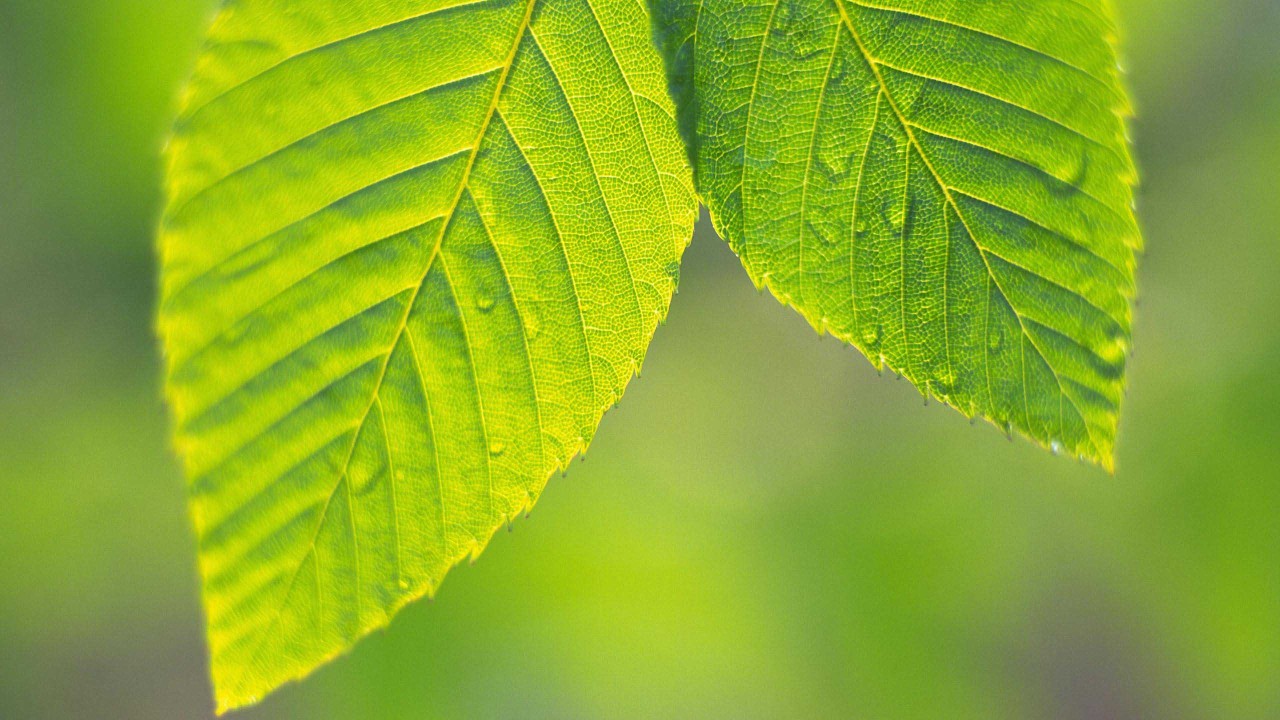 Green Leaf HD Wallpaper