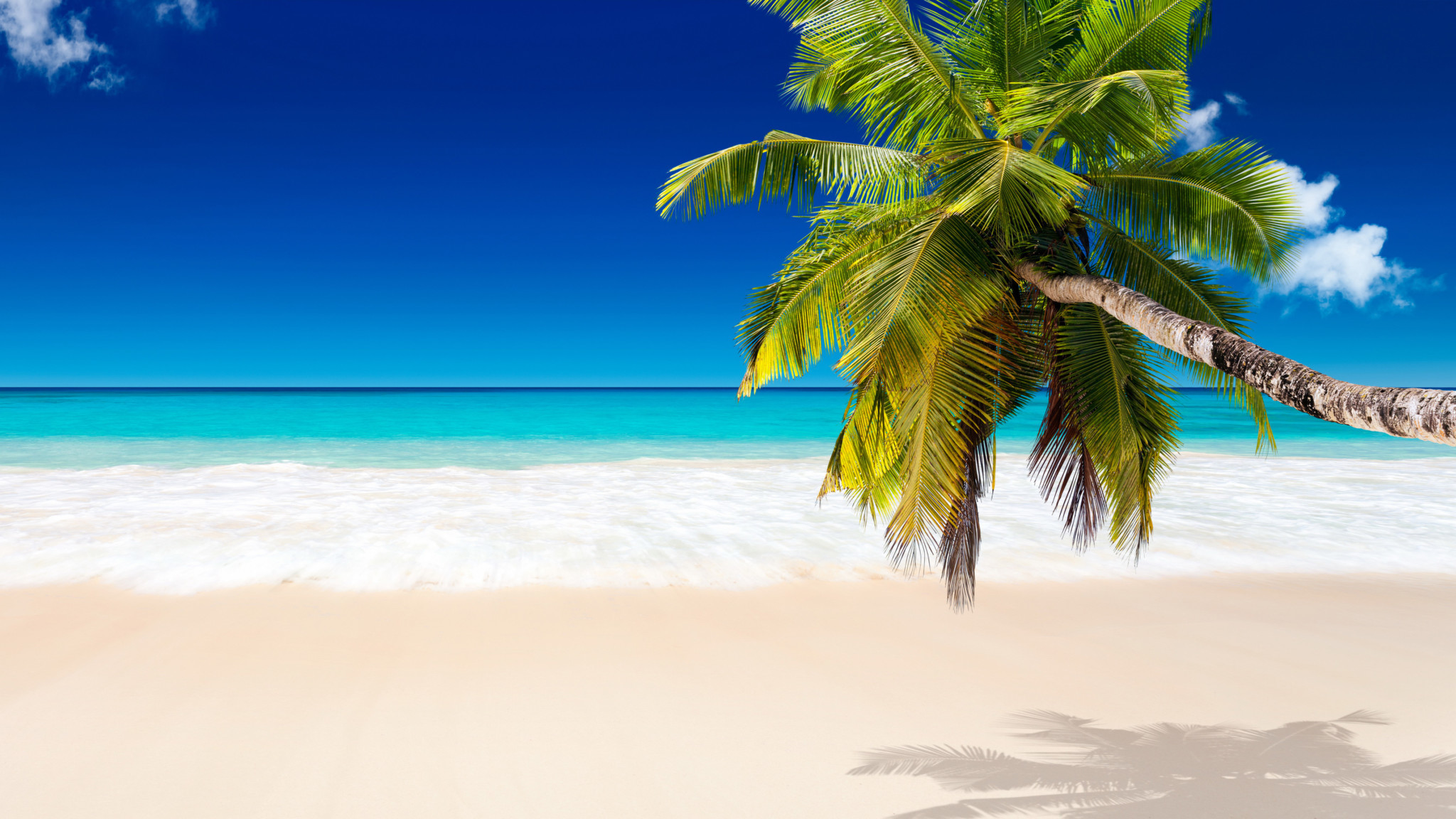 Palm Tree Beaches Wallpaper