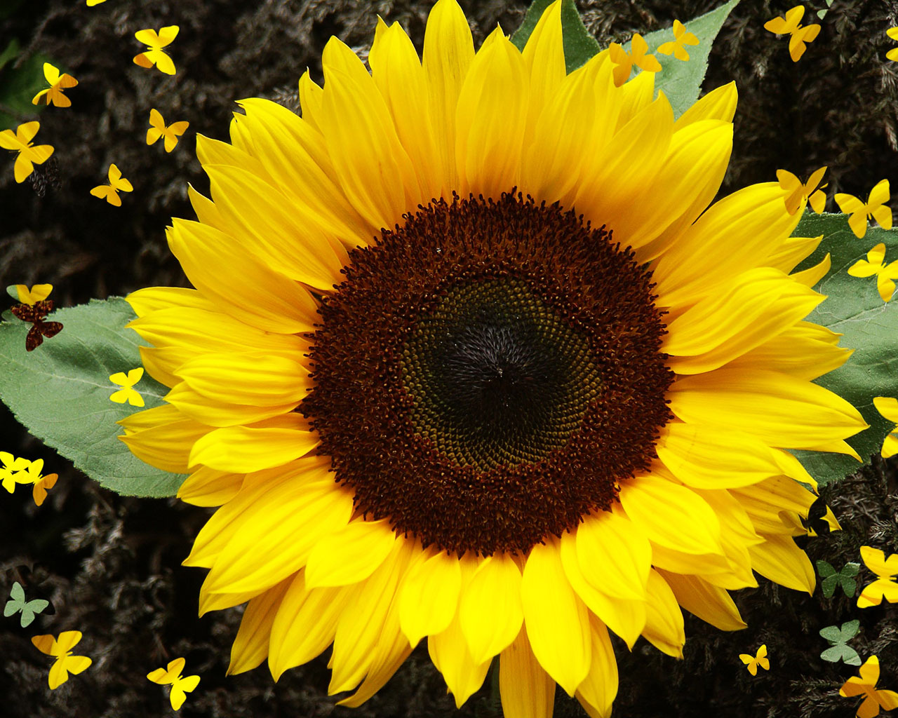 Hãy làm mới màn hình desktop của bạn với hình nền Flowerstory Sunflower [1280x1024] tuyệt đẹp và hoàn toàn miễn phí. Với bộ sưu tập này, bạn sẽ tìm thấy những bức tranh tuyệt vời về hoa hướng dương, không chỉ đẹp mắt mà còn giúp tinh thần của bạn thư giãn và cảm thấy thoải mái.