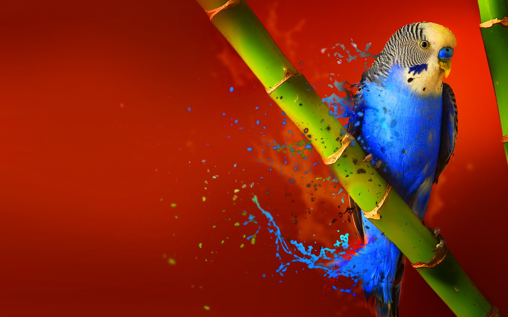Budgerigar HD Wallpaper Background Image Id