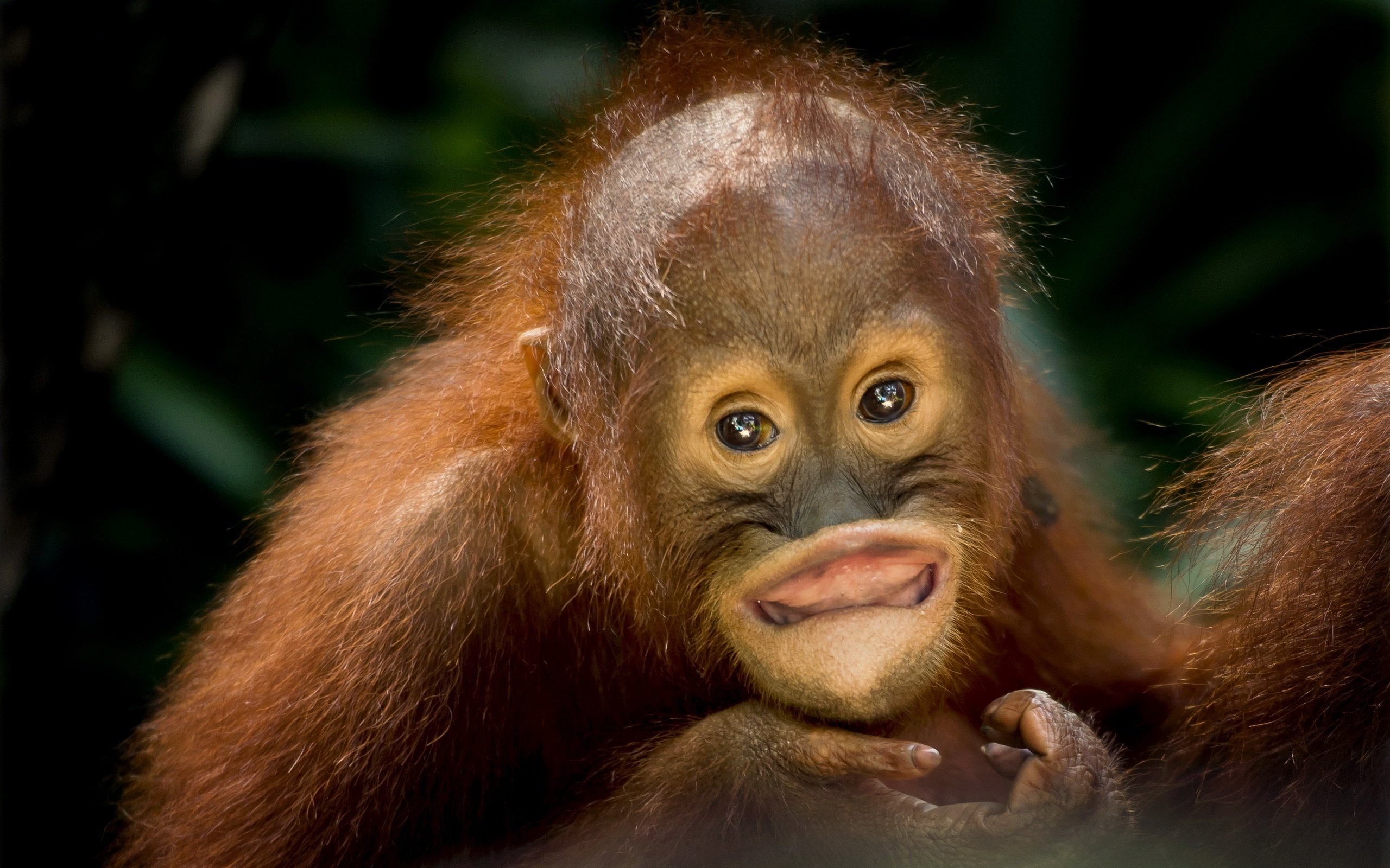 Orangutan Wallpaper HD