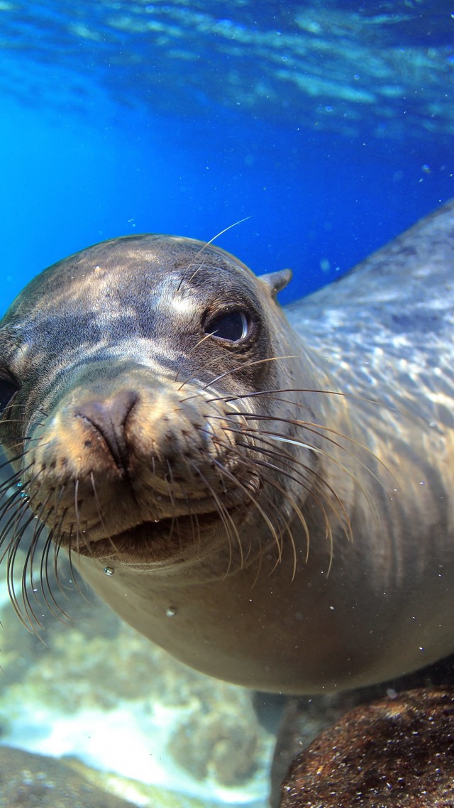 Wallpaper Sea Lion Galapagos Island Ecuador Underwater Close