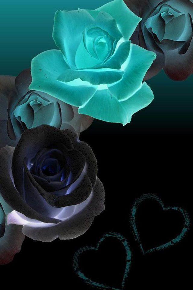 Teal And Black Flower Wallpaper iPhone Roses Best