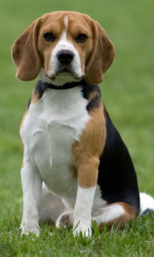 Beagle Wallpaper HD Dog