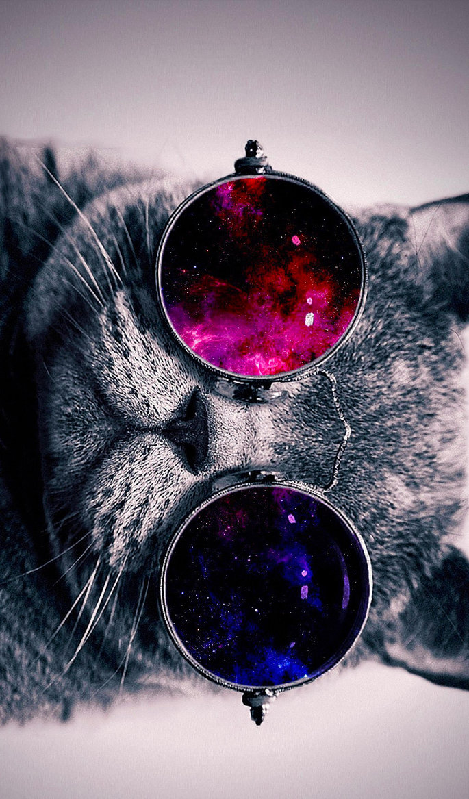 Cat with cosmos glasses animal hd wallpaper 19 by MrHaoSac on