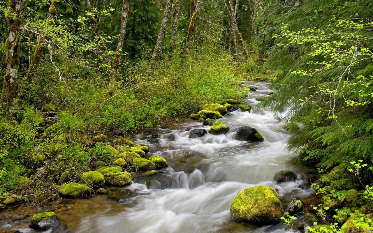 Forest River Wallpaper Rivers Nature
