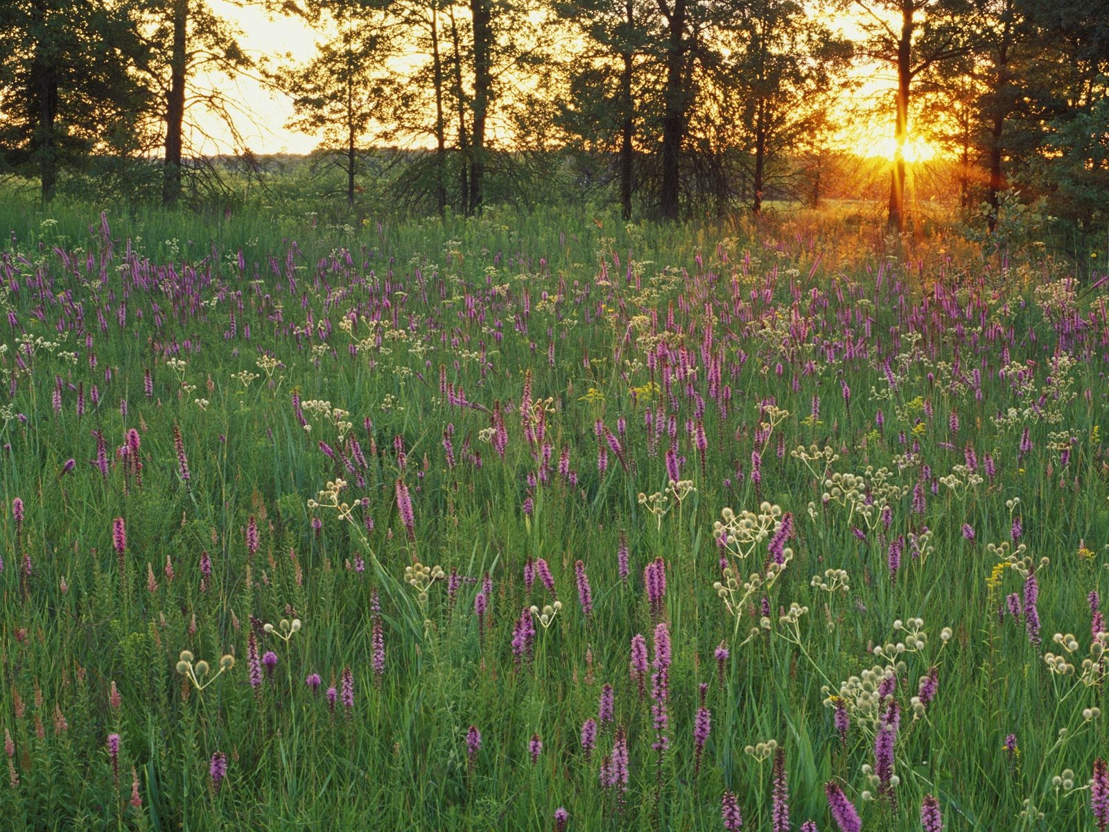 Flowers Untitled Prairie Sunset Iroquois Conservation