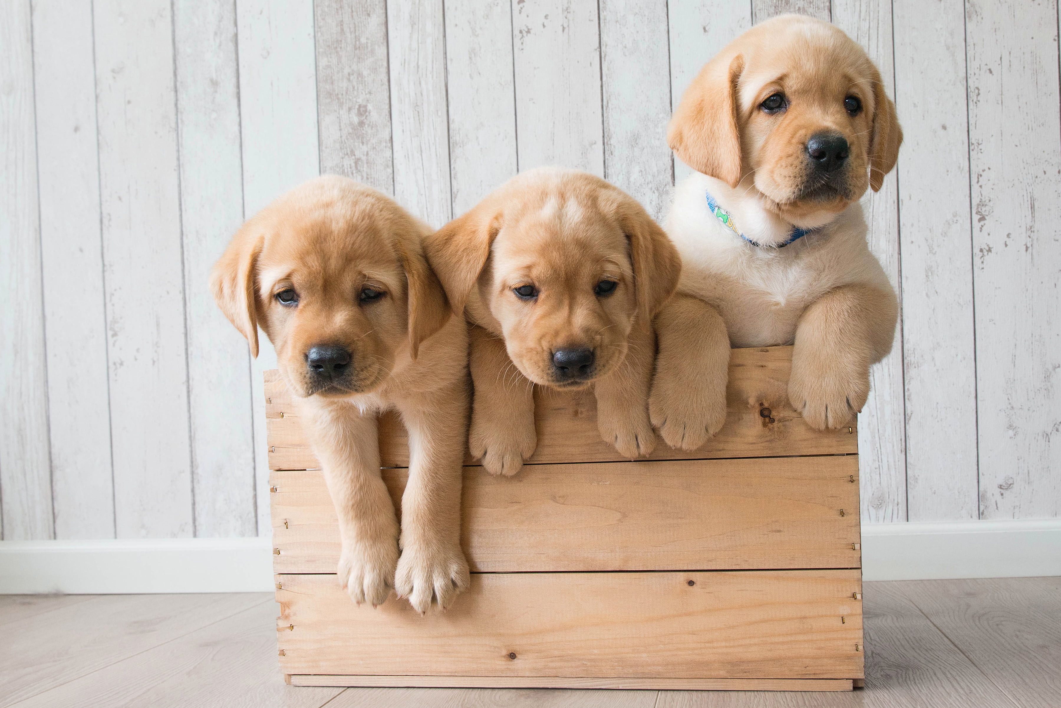 Labrador Puppy Wallpaper Best HD For Android
