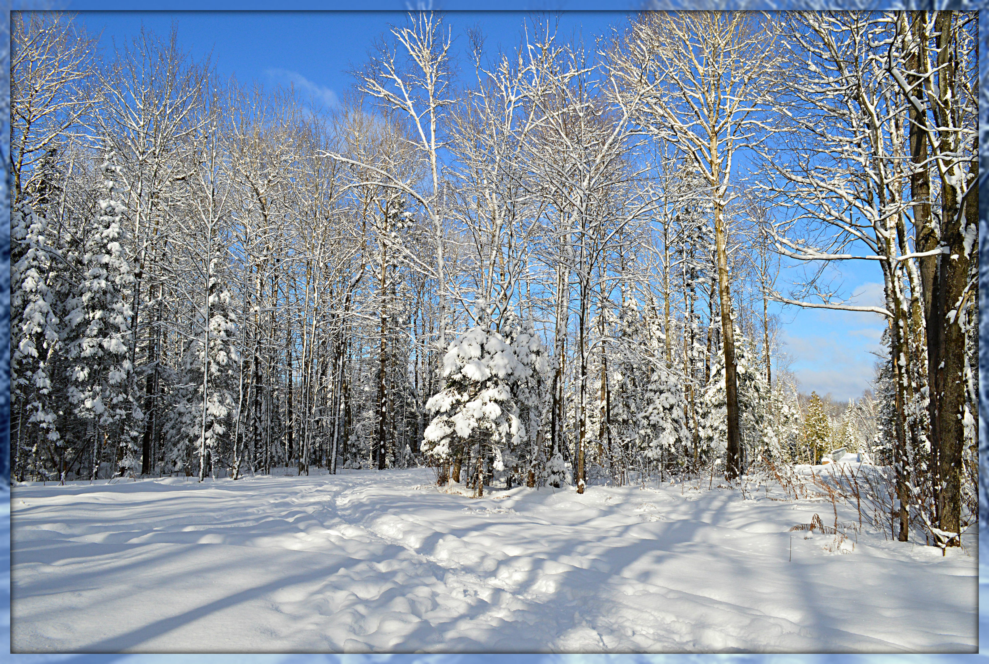 Winter Wonderland Walk By Icedancer Caedes Desktop Wallpaper