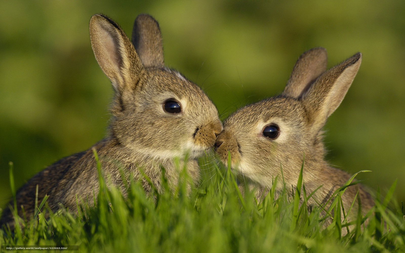 Wallpaper Animals Hares Summer Grass Desktop