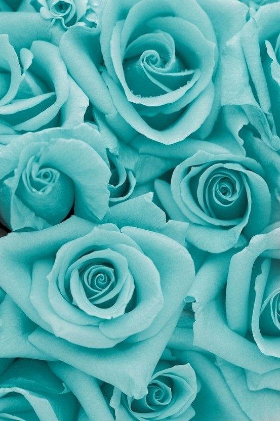 Aqua Blue Roses iPhone Wallpaper Color Tiffany