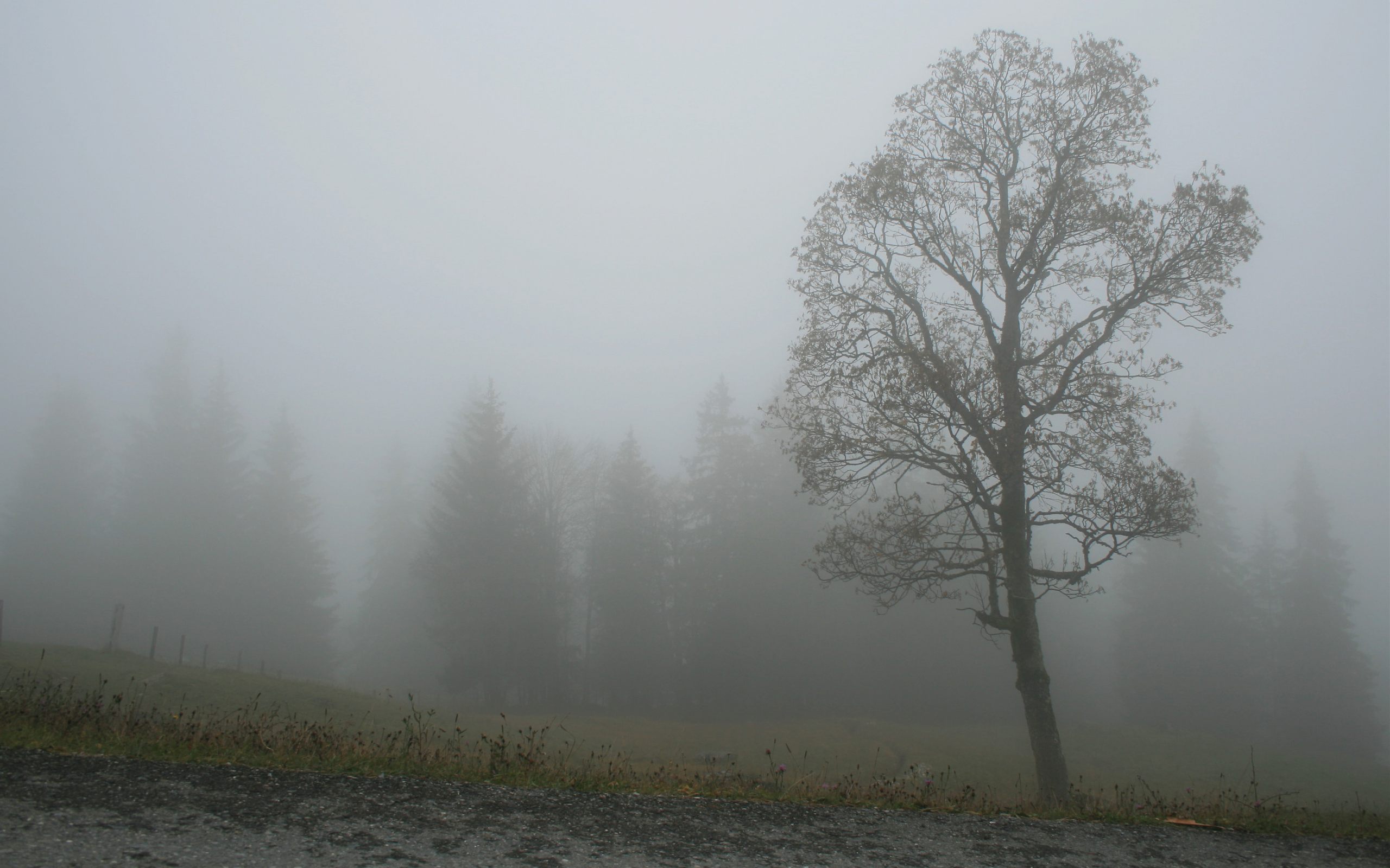 Nebel HD Wallpaper Background Image 2560x1600 2560x1600