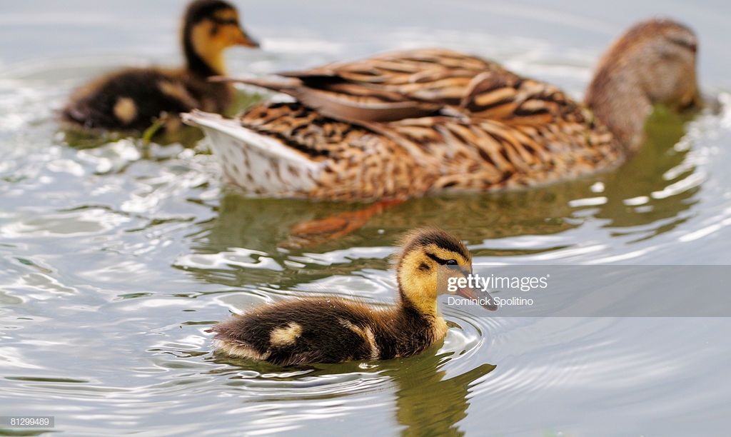 Baby Mallard Duck Swimming In Foreground With Mother And Sibling