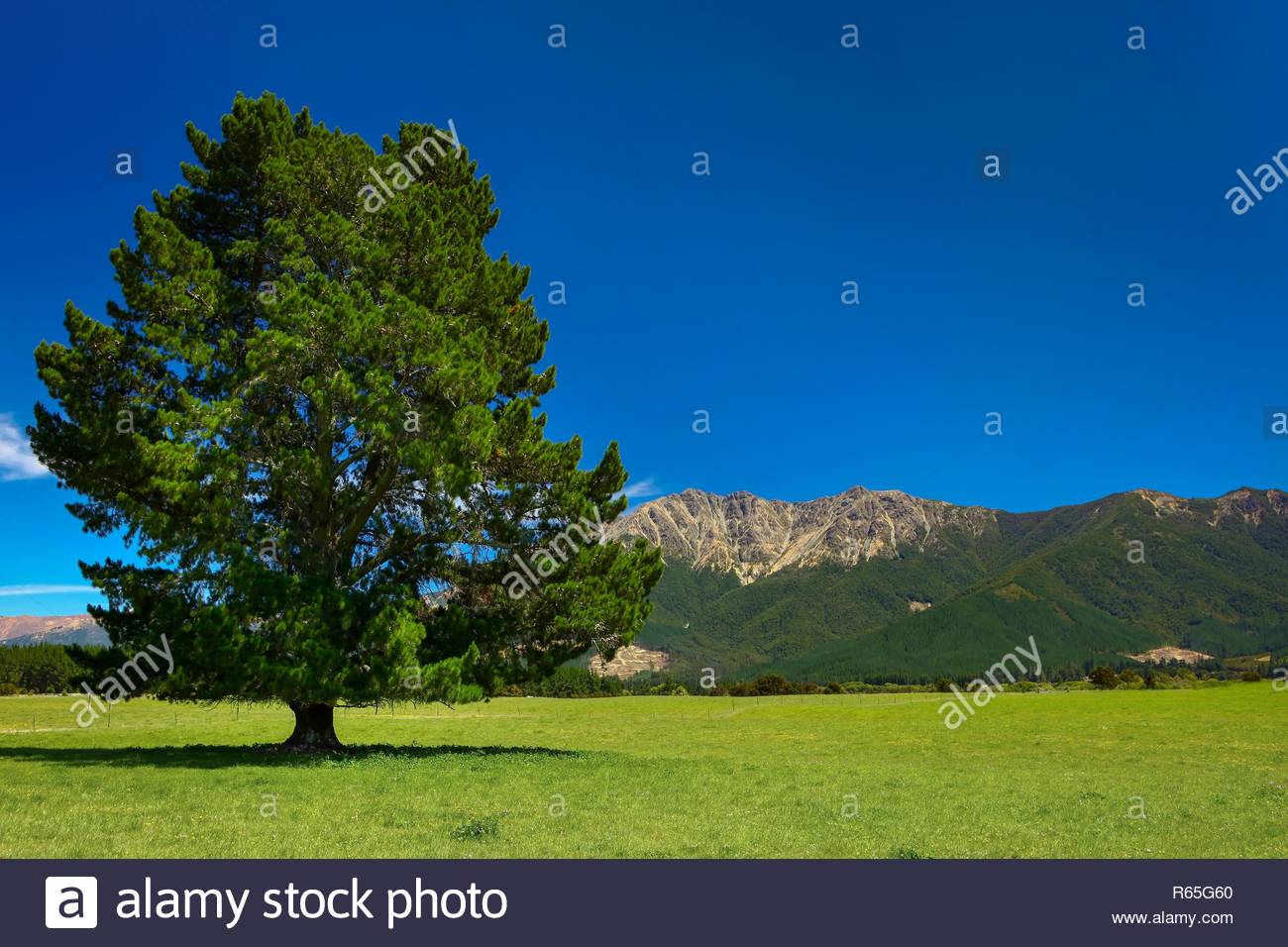 A Tree In Field With The Richmond Mountain Range