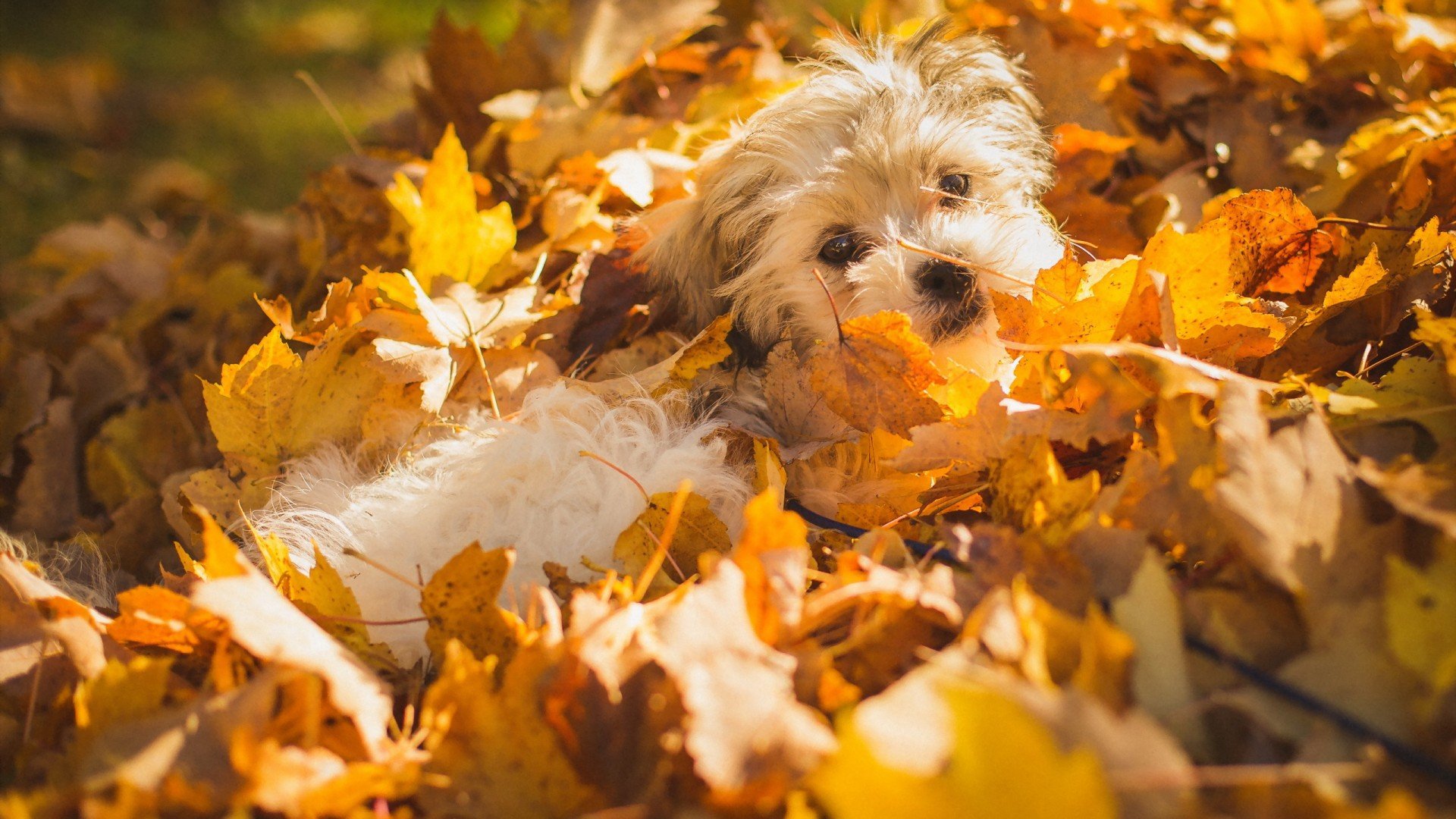 Dog in autumn leaves wallpapers and images   wallpapers pictures