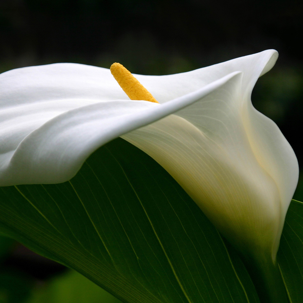 Calla Lily Flowers The iPad Wallpaper Background Best