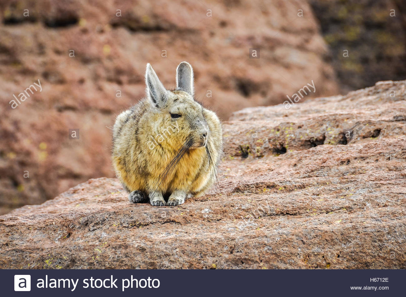 Cute Viscacha In The High Andean Plateau Desert Bolivia Stock
