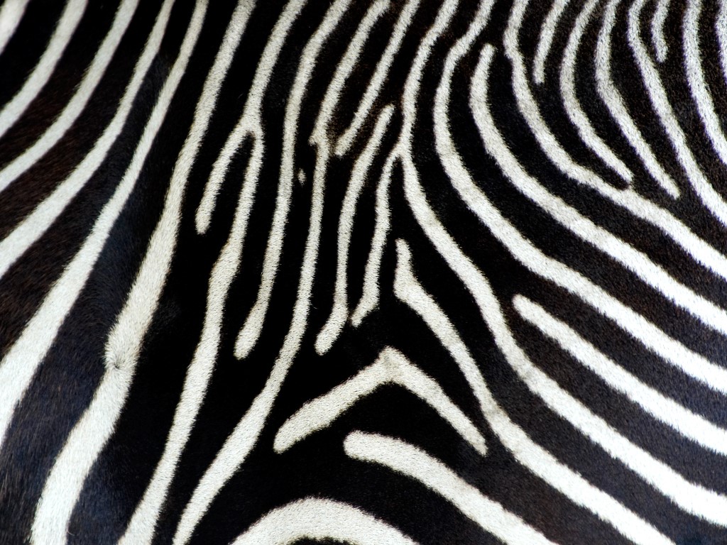 Meu Papel De Parede Gr Tis Natureza Zebra