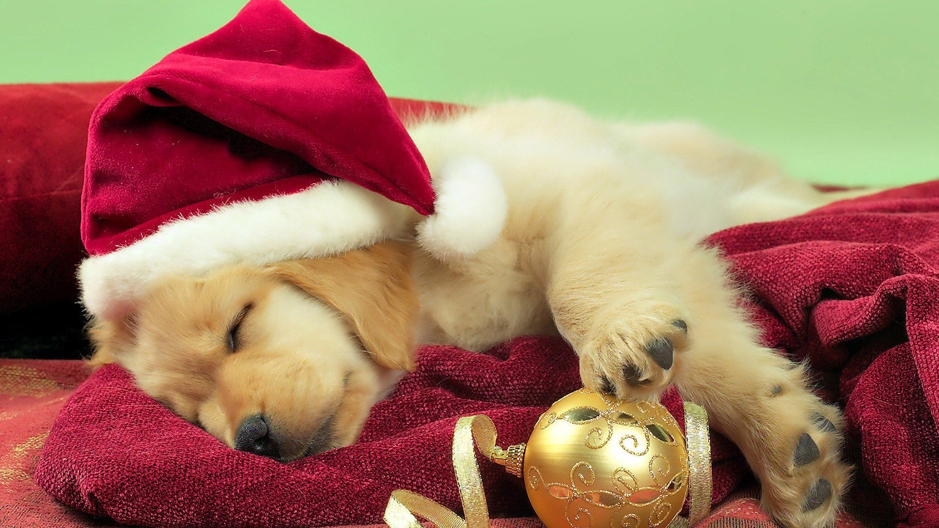 Adorable Golden Retriever Puppy Sleeping with Christmas Ornament