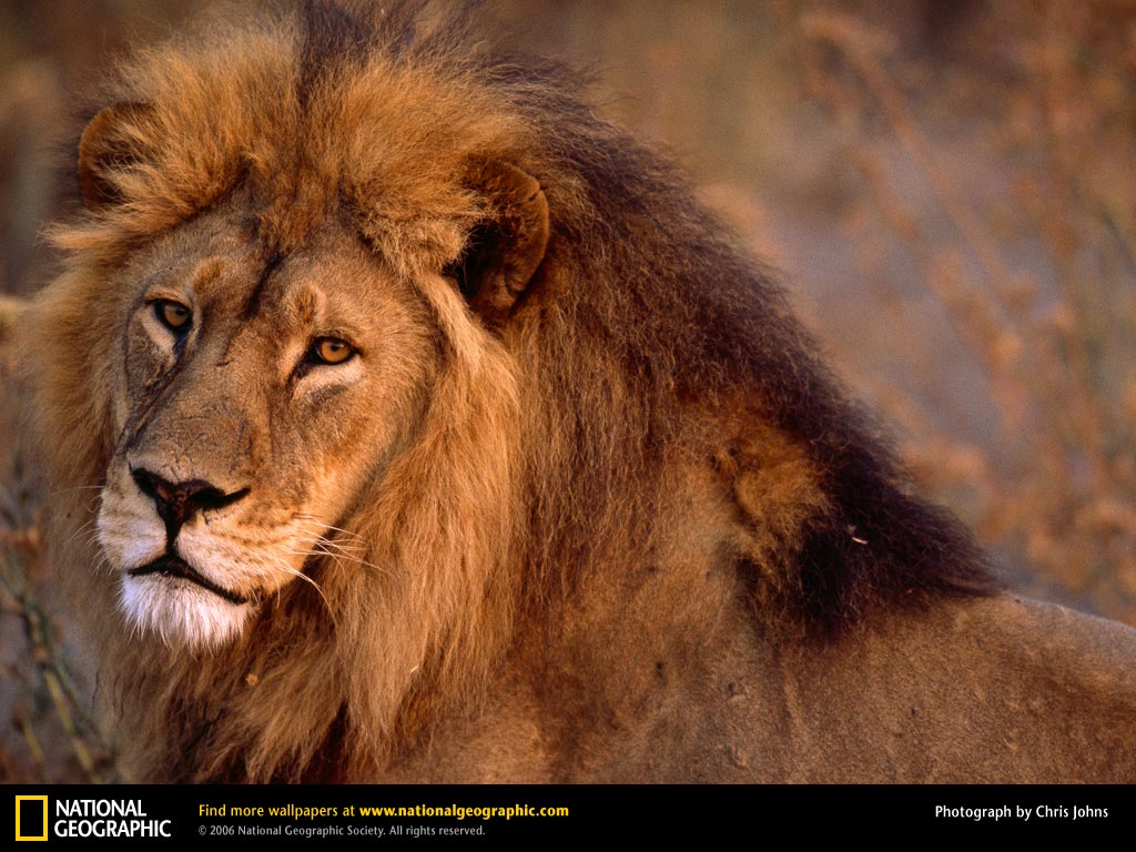 Picture African Lion Desktop Wallpaper
