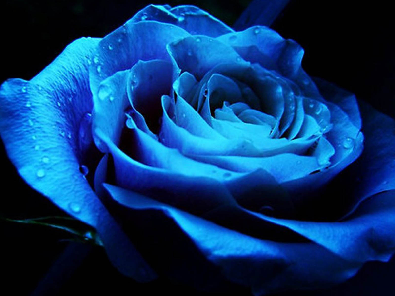 Tag Blue Rose Wallpaper Background Paos Pictures And Image For