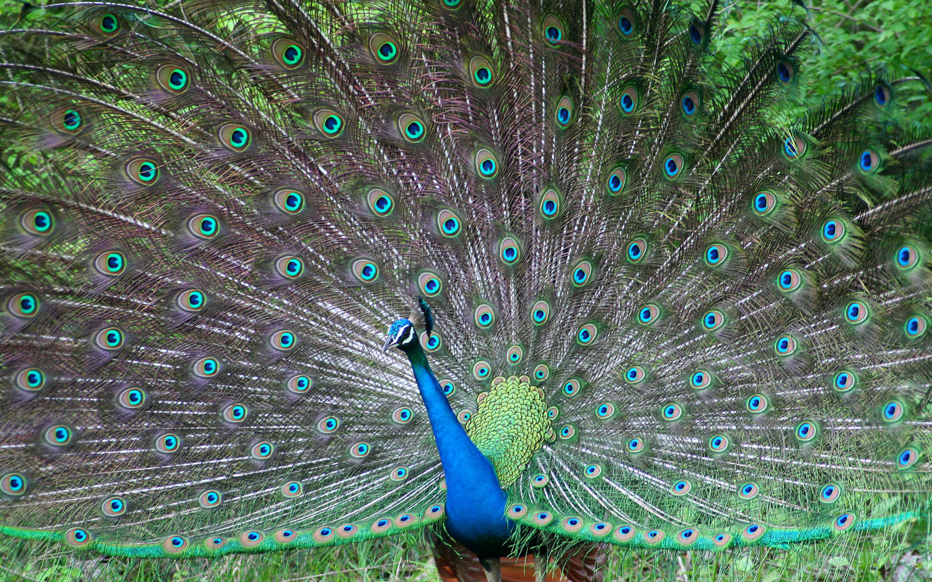 Peacock Desktop Wallpaper On Latoro