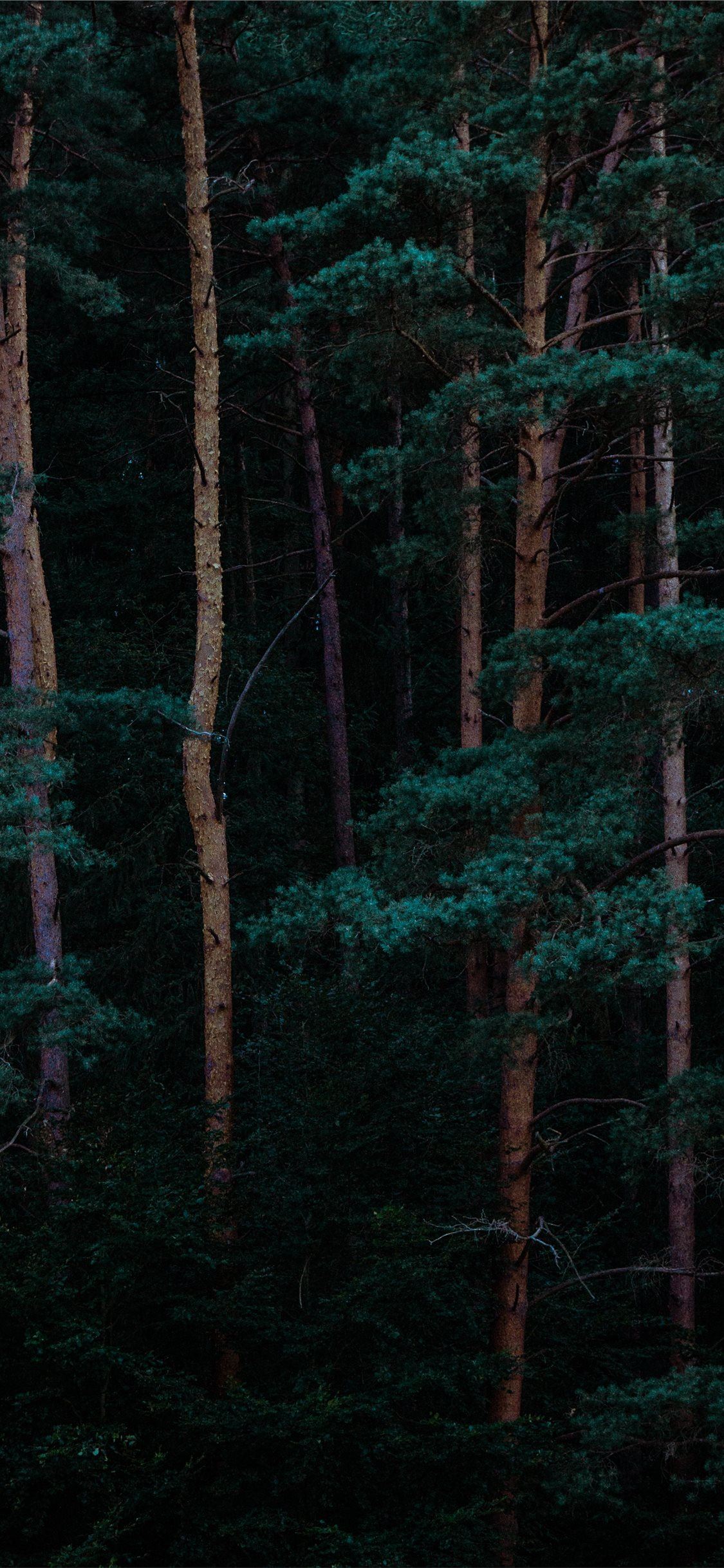 Trees iPhone Se Wallpaper