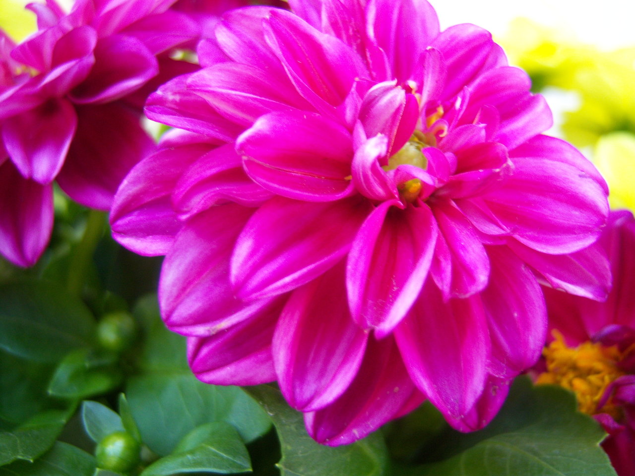 HD Wallpaper Use This Best Gallery Of Pictures Fuschia Flowers
