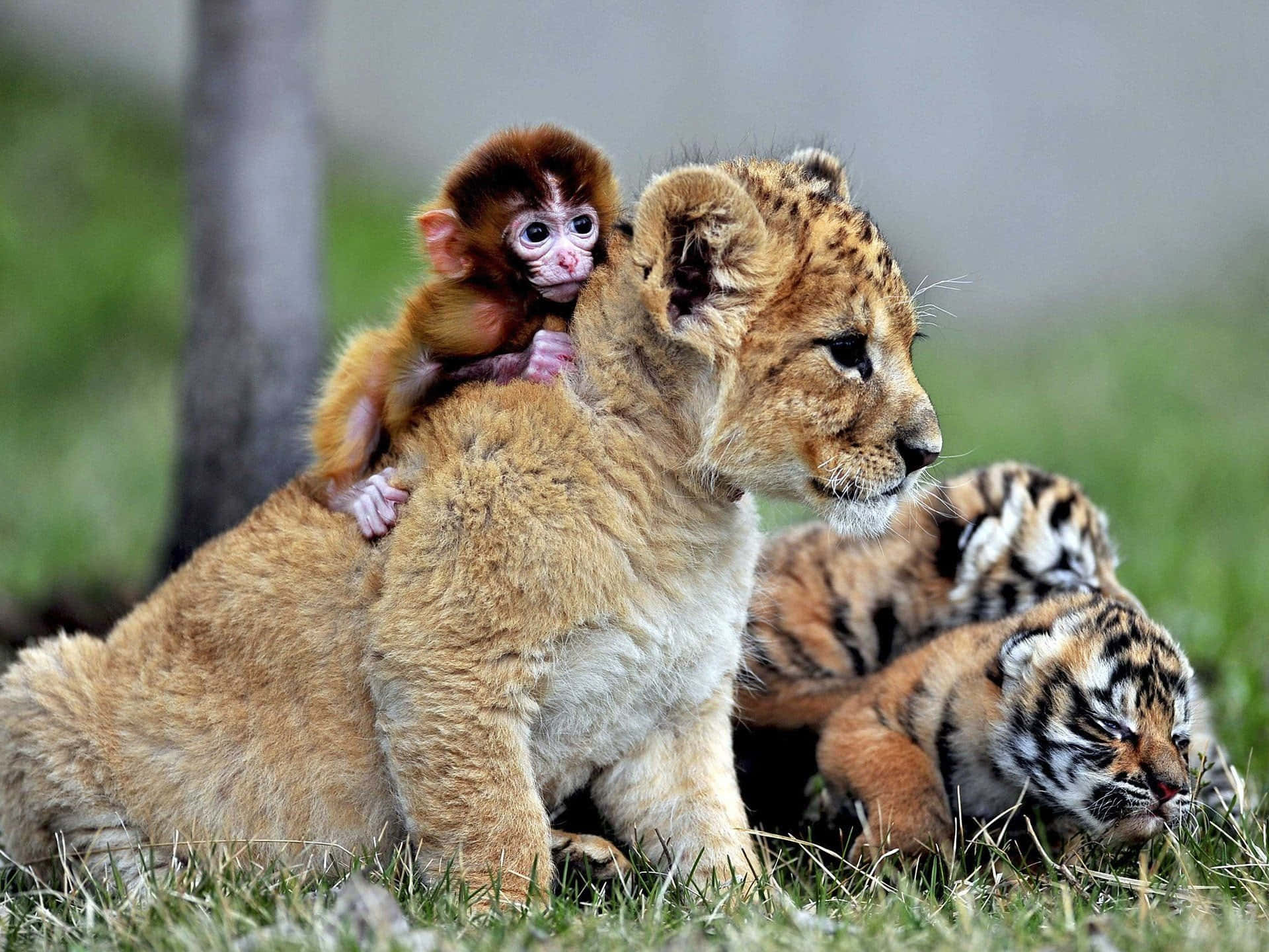 Baby Lion Background Wallpaper