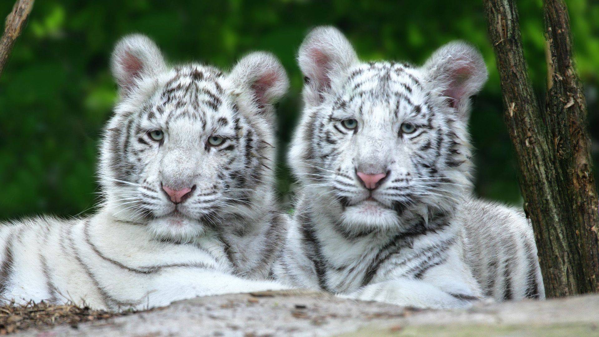 White Tiger Cubs Wallpaper   Tigers Wallpaper