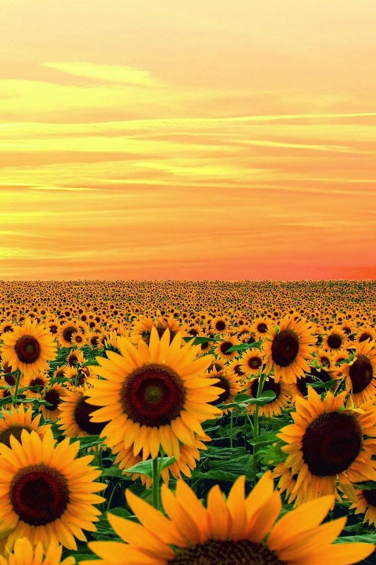 Best Ideas About Sunflower Fields Van